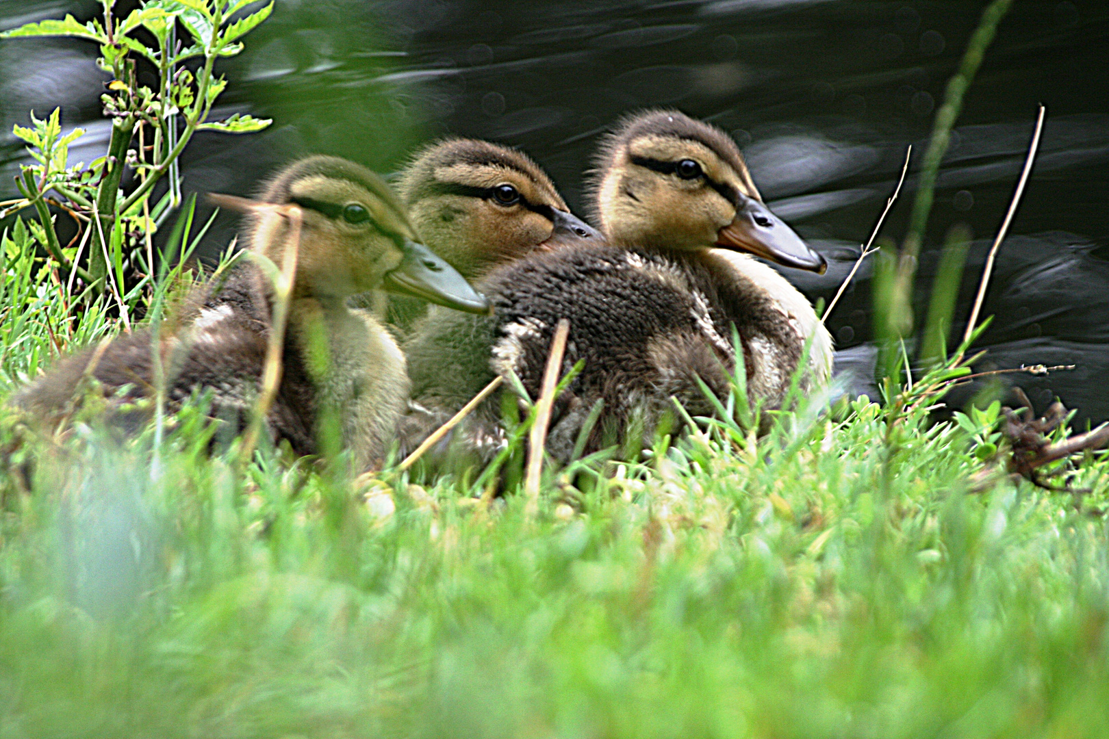 Sind wir nicht flauschig ??