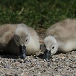 Sind wir nicht zum kuscheln süß?