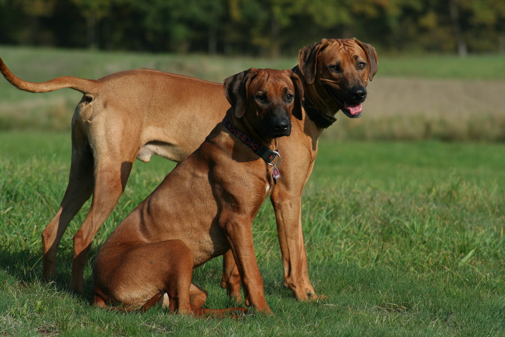 Sind wir nicht zwei schöne Ridgebacks ?