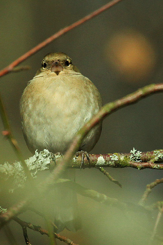 SINDELFINGEN EICHHOLZ - BIRDS IN WINTERTIME