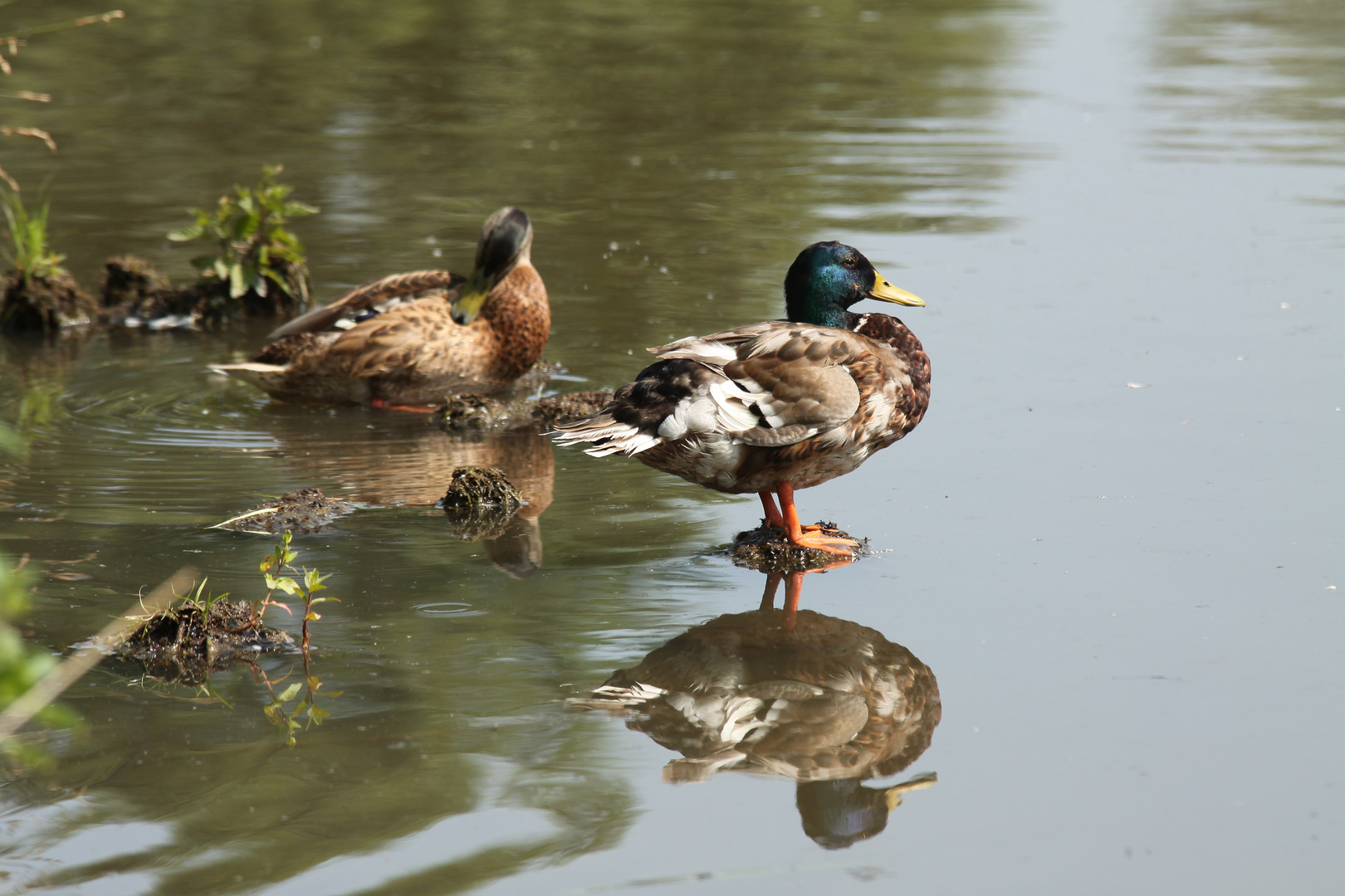 Sindelfingen Klostergartensee (Entensee)