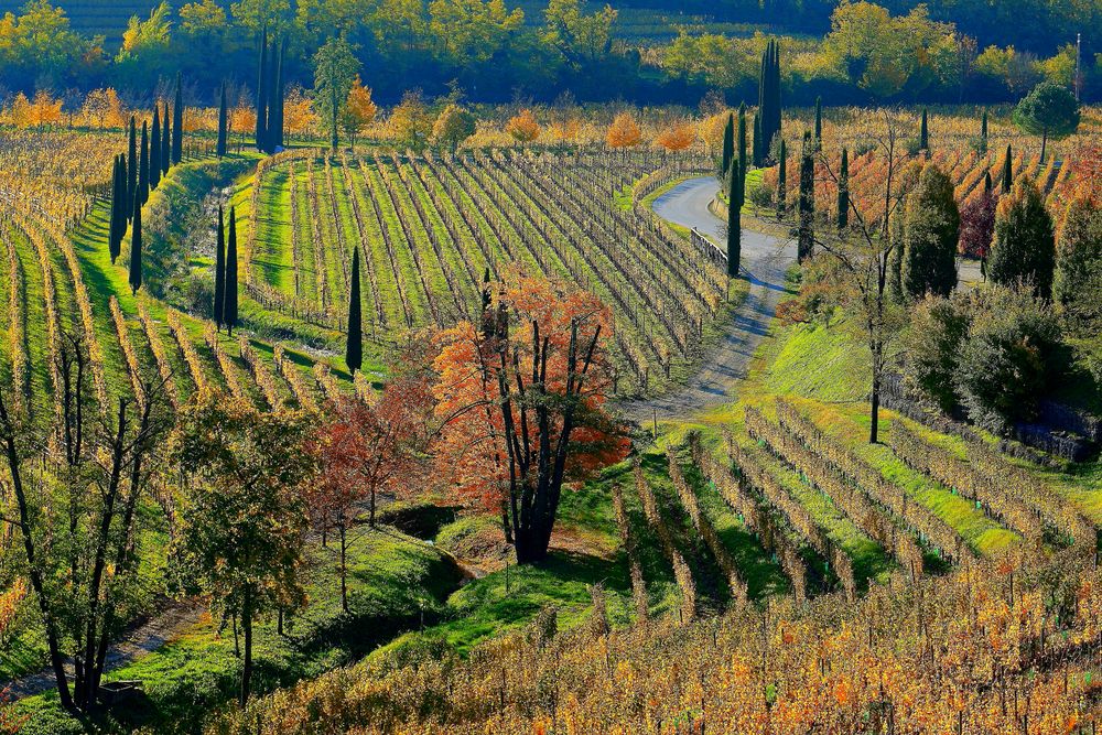 Sinfonia d'autunno