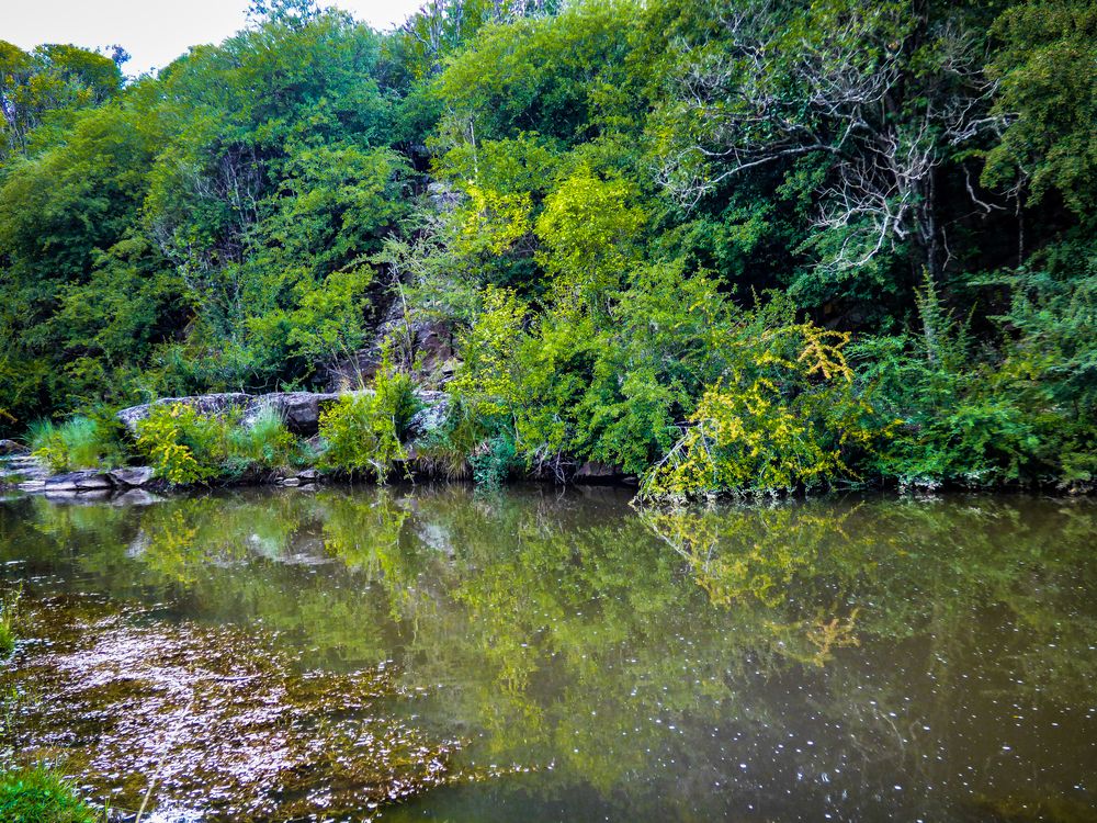 Sinfonía de verdes II