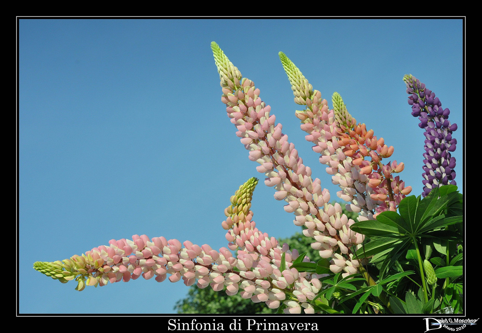 Sinfonia di Primavera