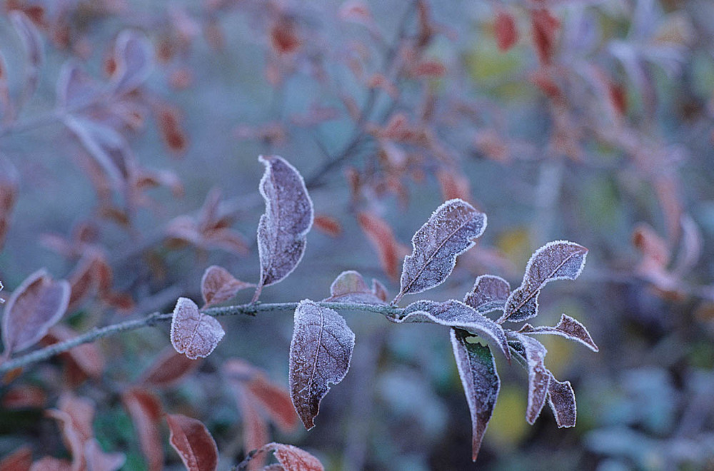 sinfonia d'inverno