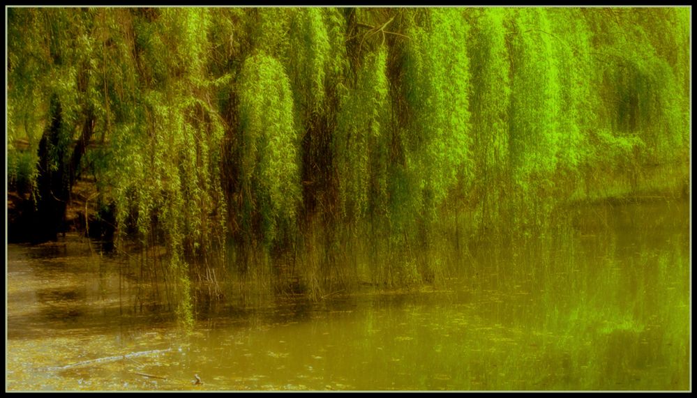 Sinfonia primaverile in ..verde