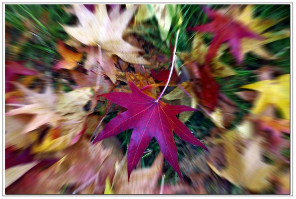 sinfonie d autunno...