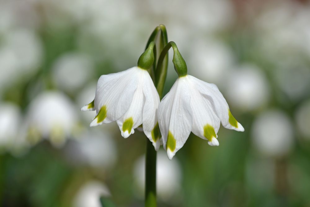 Sinfonie in weiß/grün: Märzenbecher (Leucojum vernum)