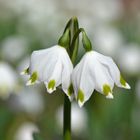 Sinfonie in weiß/grün: Märzenbecher (Leucojum vernum)