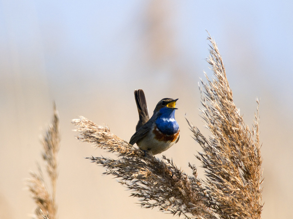 sing in the morning