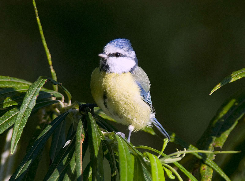 sing in the park