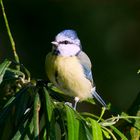 sing in the park