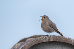 sing it from the rooftop