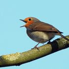 Sing mir das Lied vom Frühling!