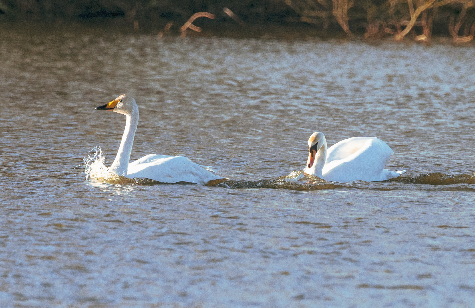 Sing- u. Höckerschwan