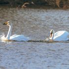 Sing- u. Höckerschwan