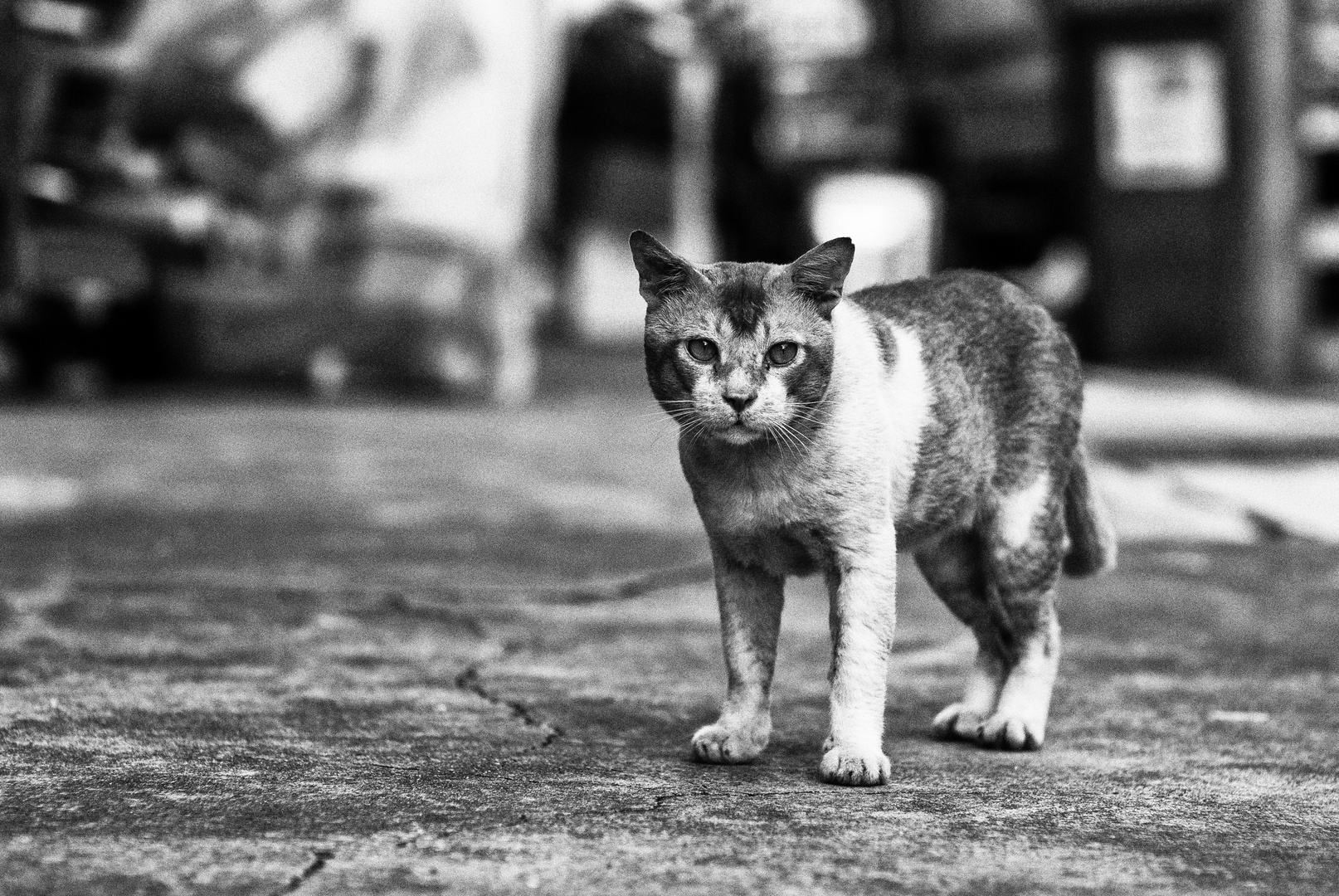 Singapore 10 (Little India) - "Cat"