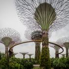 Singapore [13] - Supertrees