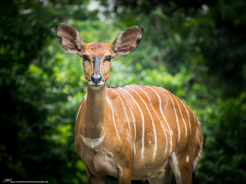 Singapore [27] - Zoo#1