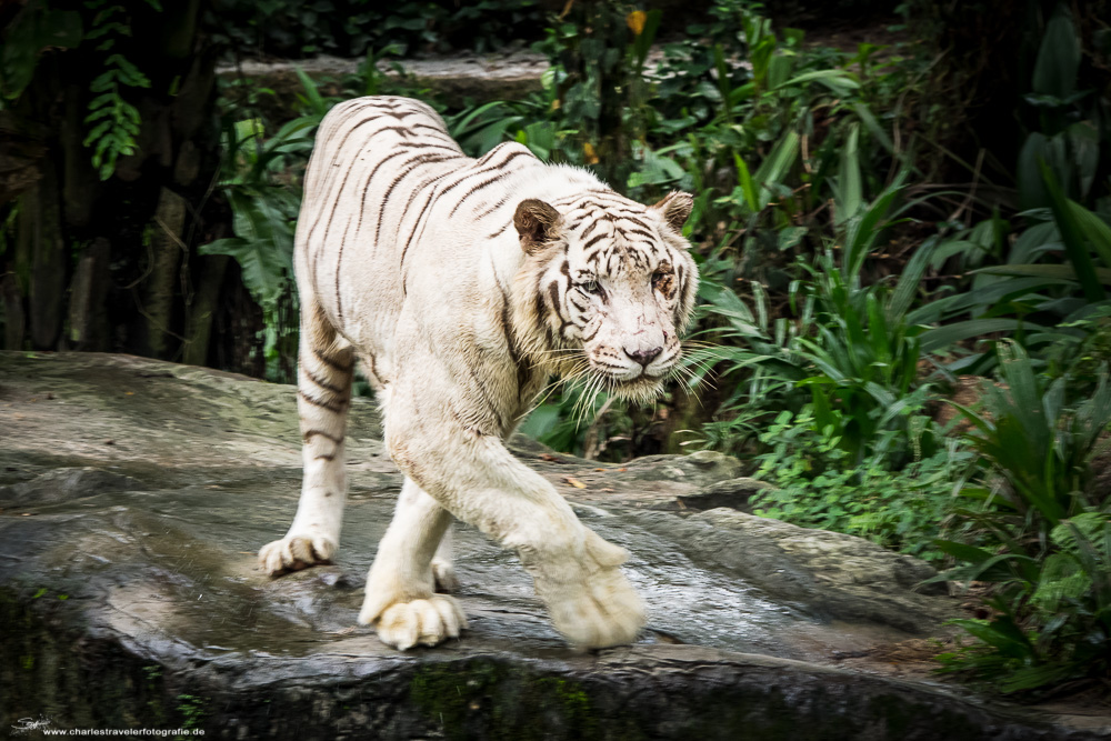 Singapore [32] - Zoo#6