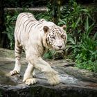 Singapore [32] - Zoo#6