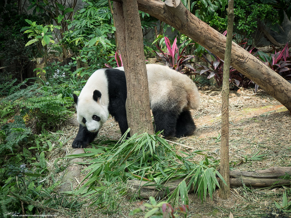 Singapore [33] - Zoo#7