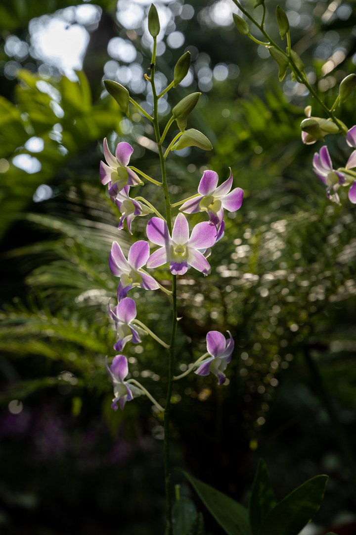 Singapore Botanic Gardens