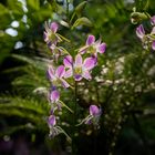 Singapore Botanic Gardens