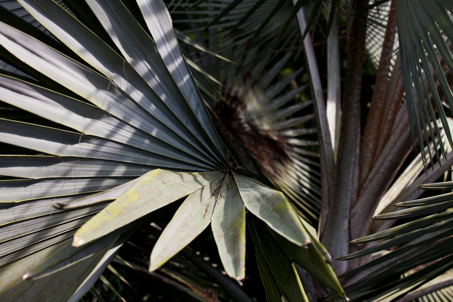 Singapore Botanic Gardens