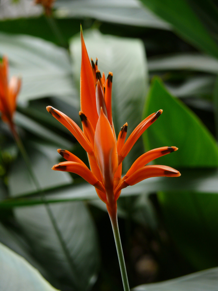 Singapore Flower