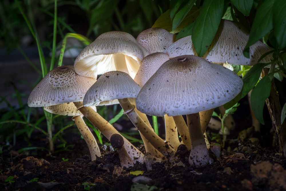 Singapore Mushroom