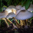 Singapore Mushroom