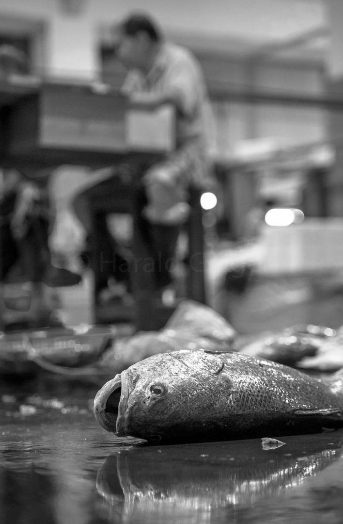 Singapore Senoko Fishmarket