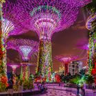 Singapore, Supertree Grove 2