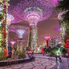 Singapore, Supertree Grove