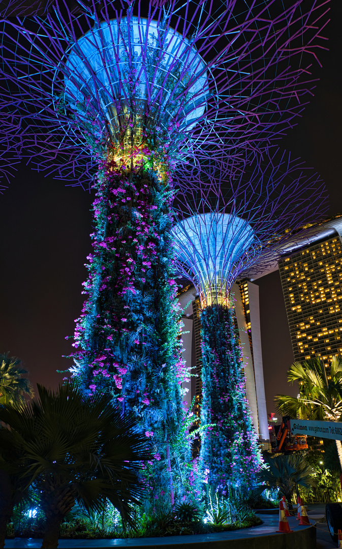 Singapore - Supertree Nights