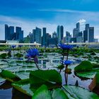 Singapore - wo die Natur zu Hause ist