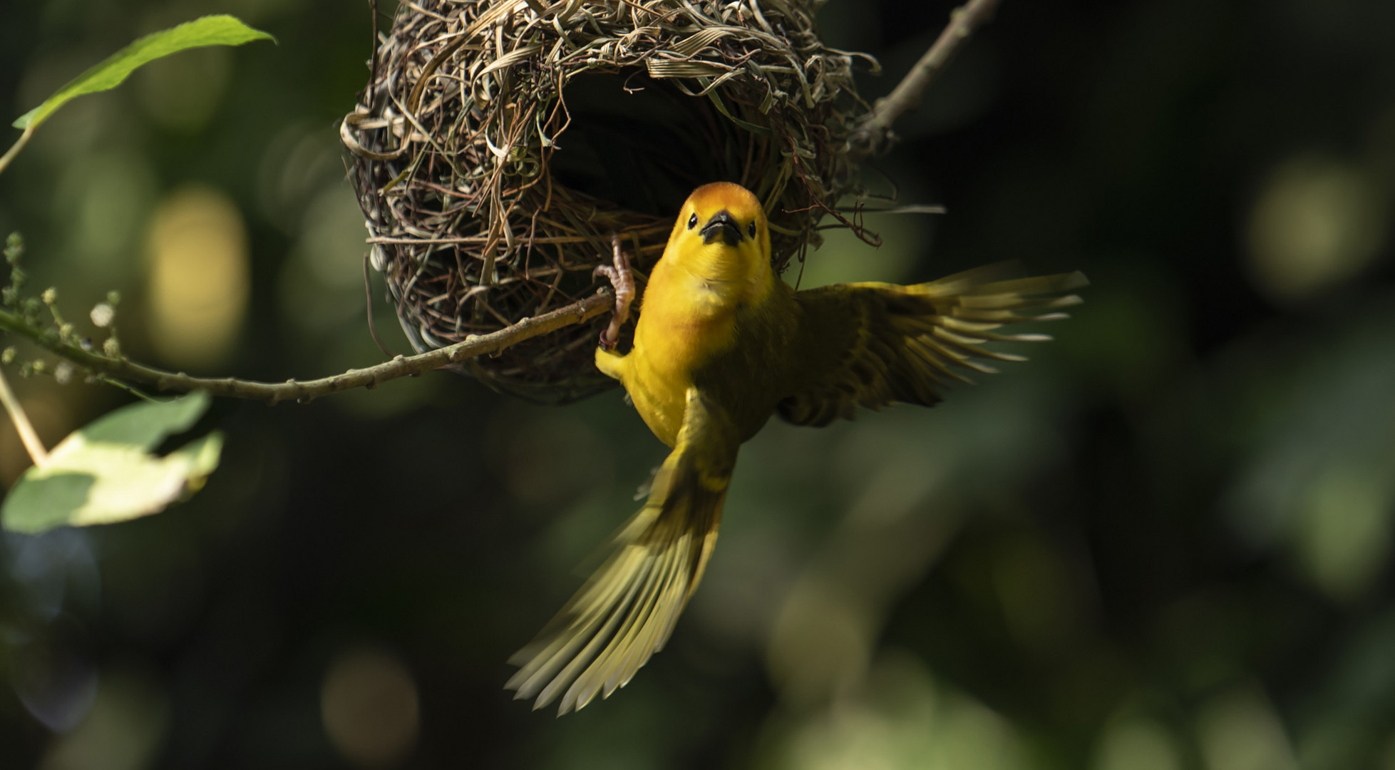 Singapore Zoo Saffron Finch