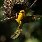 Singapore Zoo Saffron Finch