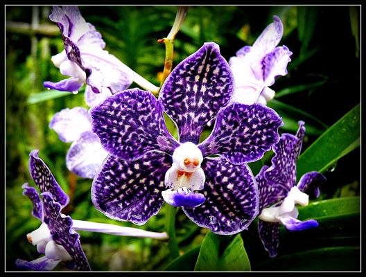 Singapour - 23 - Croisière Asie SE .