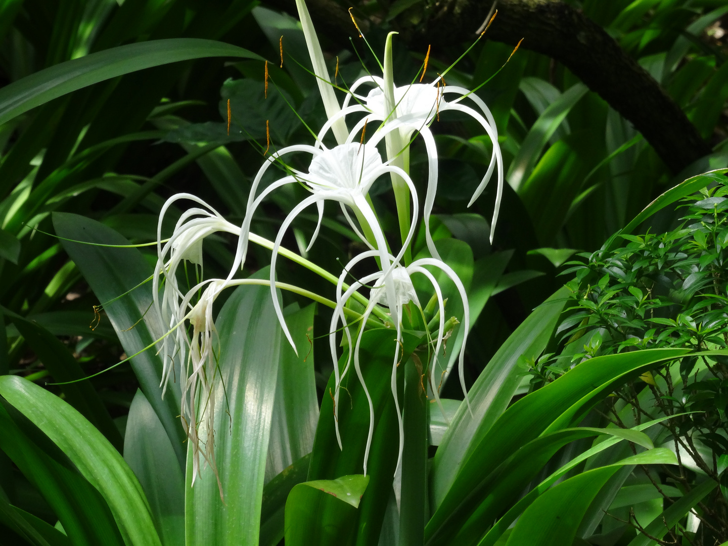 Singapur, Botanischer Garten