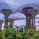 Singapur Gardens by the Bay "Supertrees"