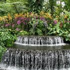 Singapur: Im Orchideengarten