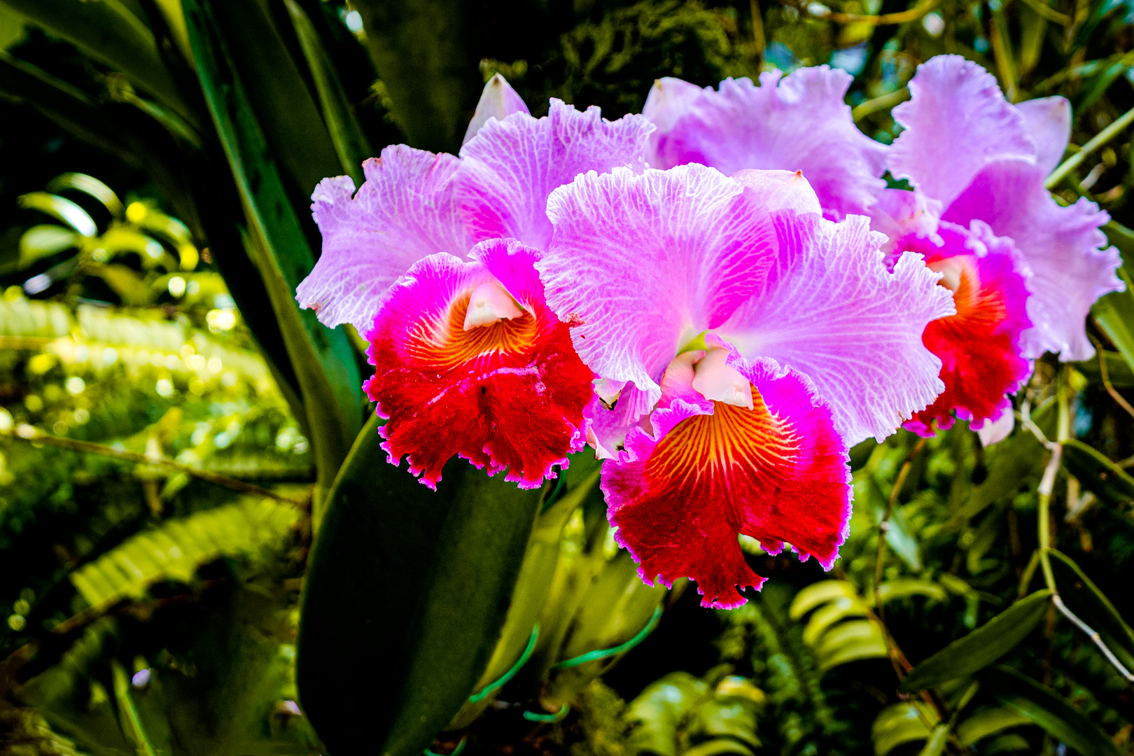 Singapur - Orchidee im Botanischen Garten