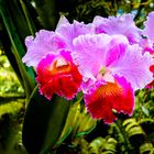 Singapur - Orchidee im Botanischen Garten