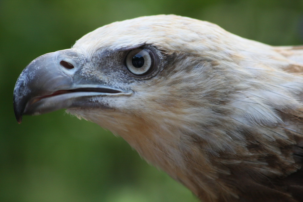 Singapur Seeadler