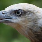 Singapur Seeadler