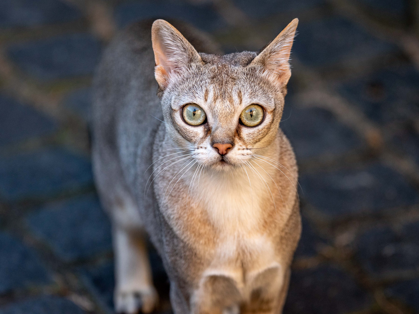 Singapura-Kater im Abendlicht