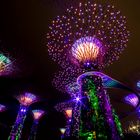 Singapur@Night - Supertrees