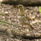 Singdrossel auf Futtersuche